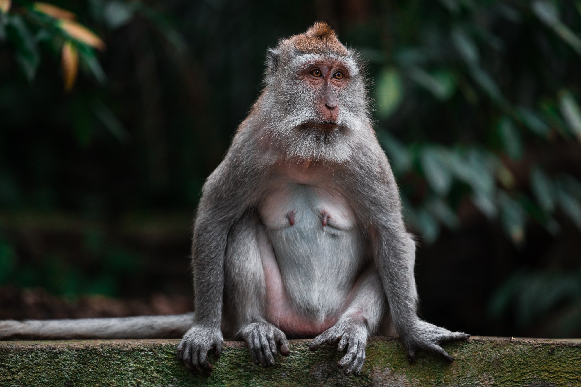 Ubud's Monkey Sanctuary
