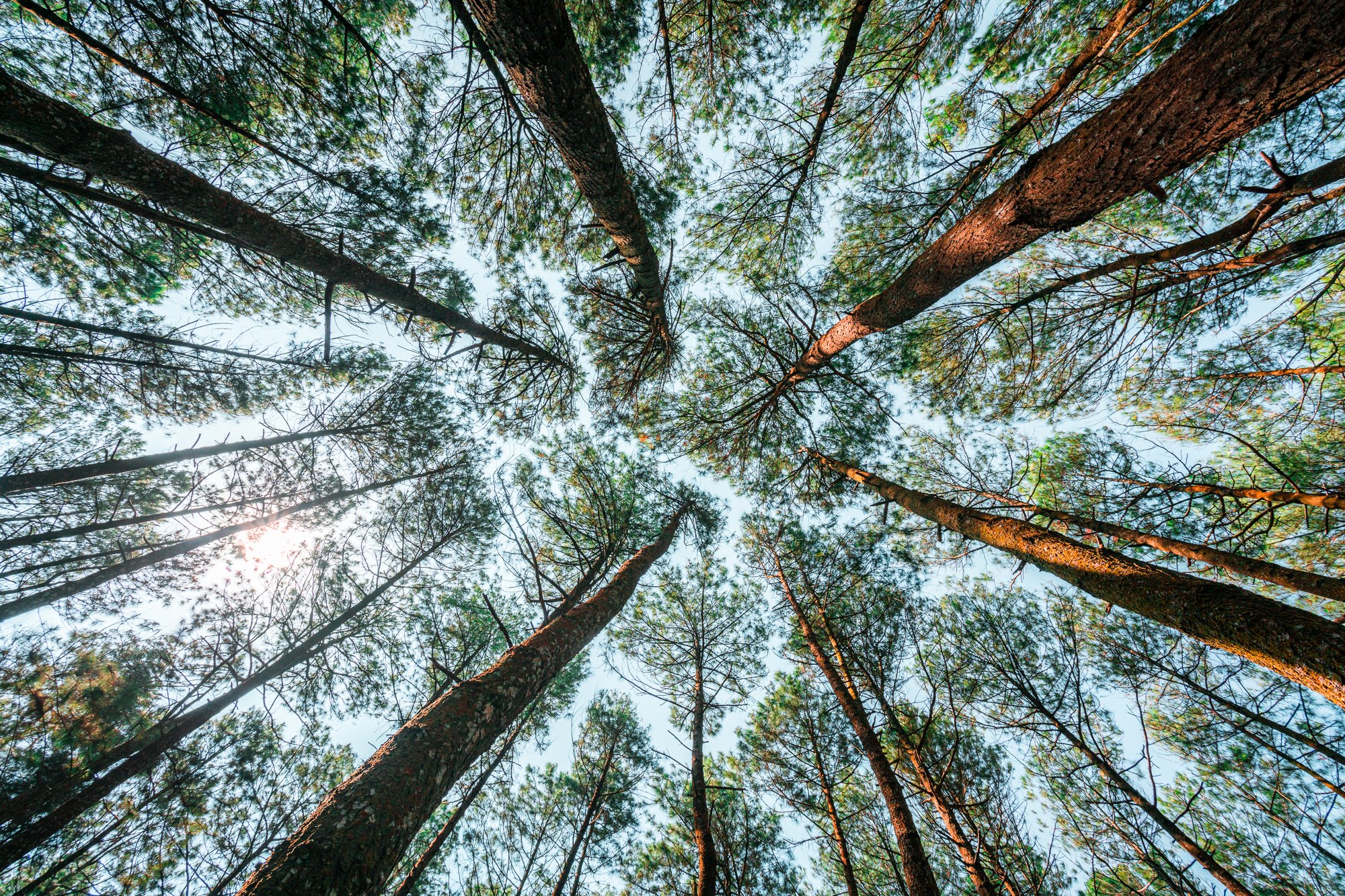 Tree Crowning