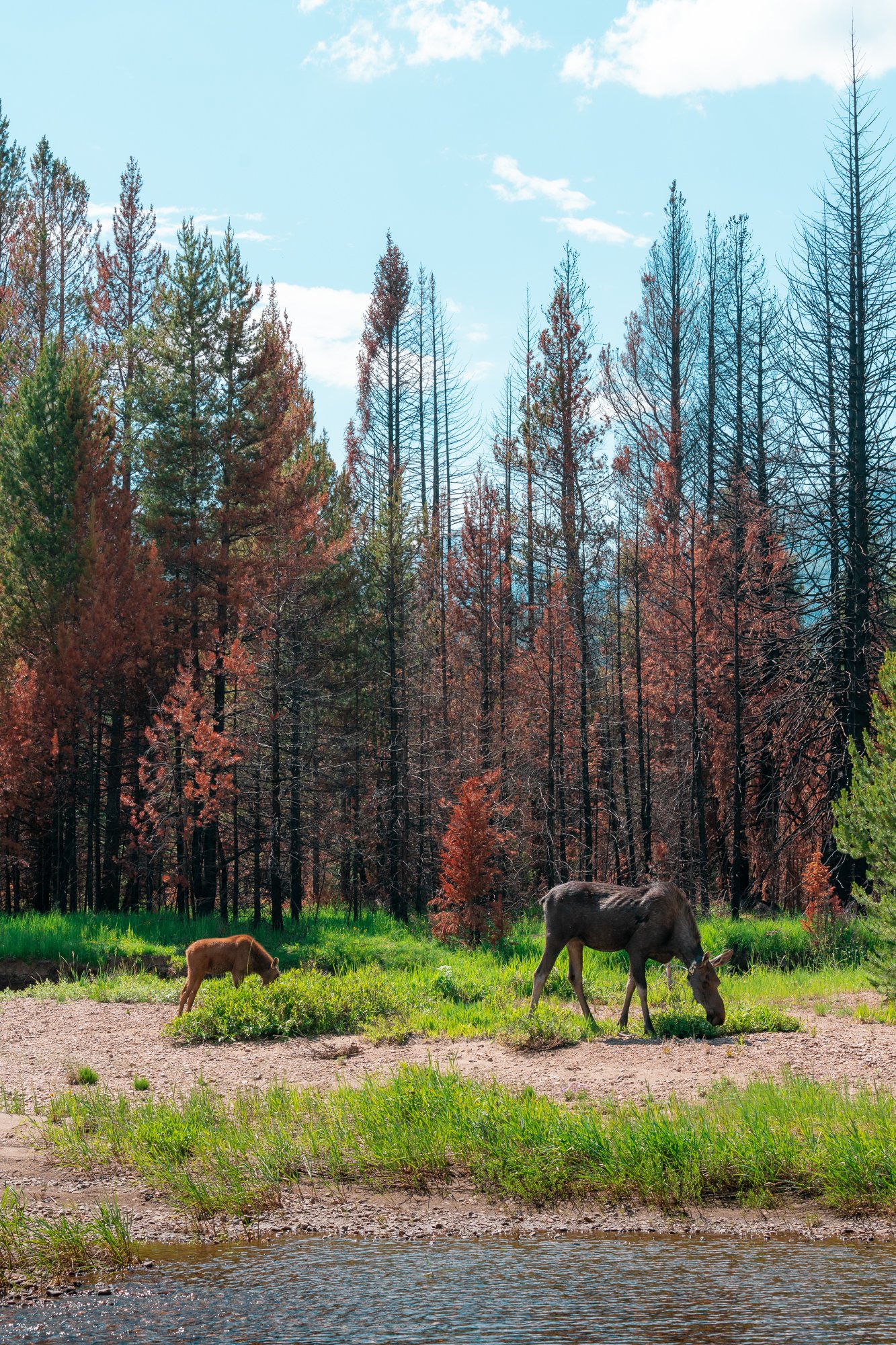 Moose Mamma + Her Baby