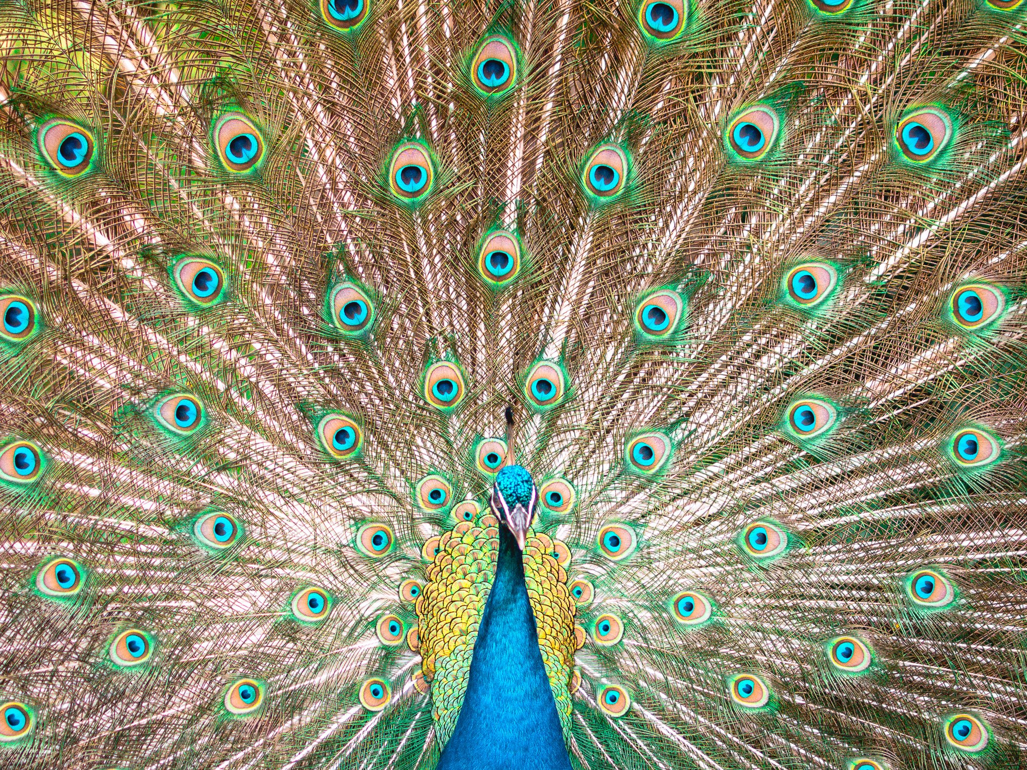All Seeing Feathers